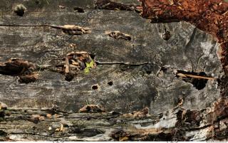 Wood 0010